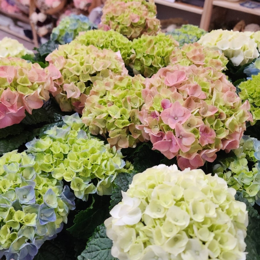 Hydrangea Potted | Adam's Flora